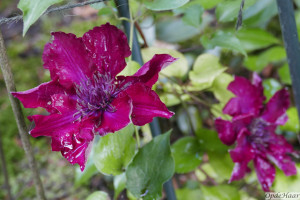 Clematis boulevard Nubia    